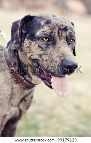 Blue Merle Labrador