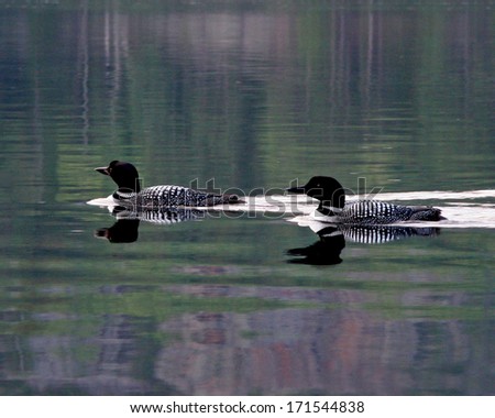 A pair of loons on a calm Canadian Lake