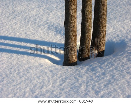 Trio of Trees in Snow