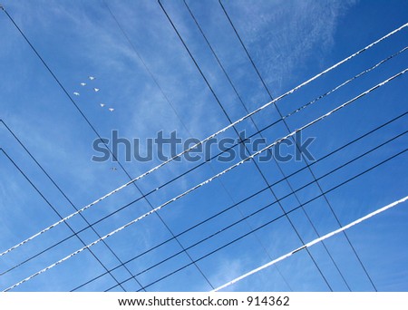 Birds soaring above hydro wires #1