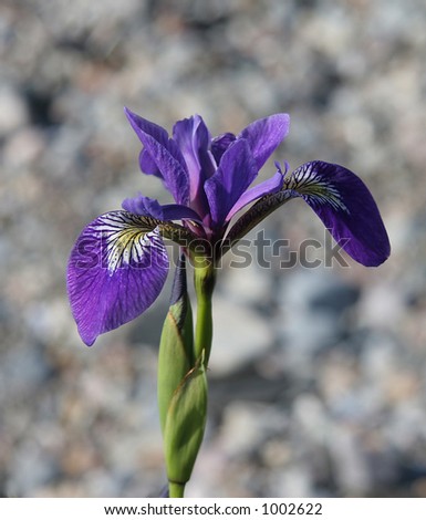 Wild iris in Newfoundland
