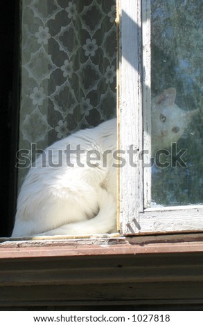 White cat peering from behind a window