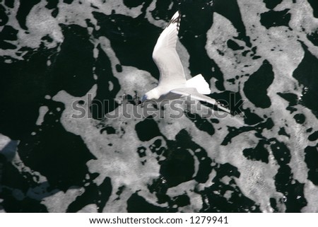 Seagull flying over foam of a boat\'s wake