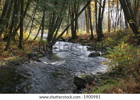 Autumn woods and stream