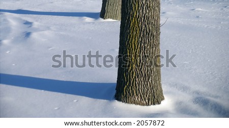 Shadows of trees in winter