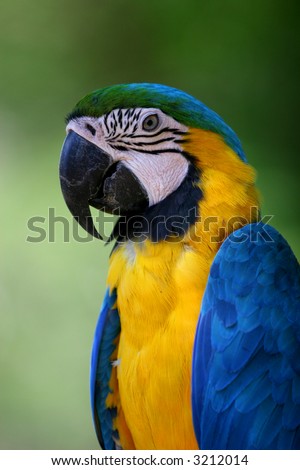 Blue Brazilian Flag Color Macaw