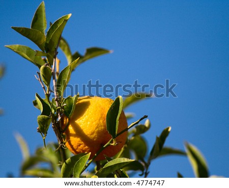 thick skinned lemon hanging from the branch of a lemon tree