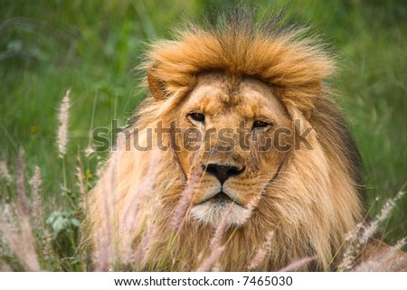 Lion staring at me - fierce looking and dangerous hiding behind the tall african grass