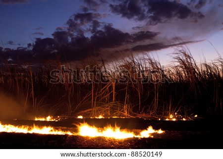 Fire at sugar cane field near Bunderberg Australia