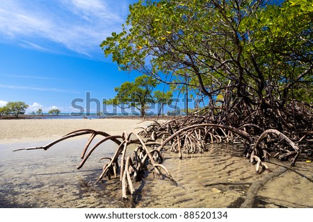 Mangrove forrest near Port Douglas, Australia