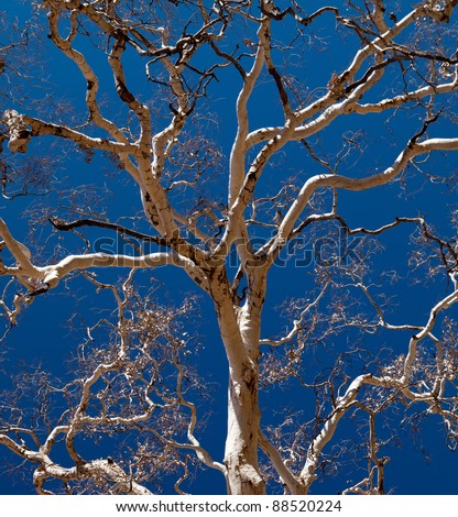 Branches of an Ghost Gum tree in the Australian Outback
