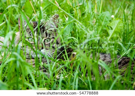 Cat hiding in grass.