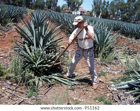 Harvesting agave for making tequila. Guadalajara, Mexico