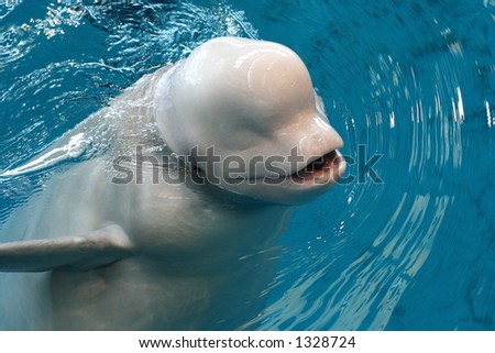 cute beluga whale pictures. Baby Beluga Whale Smiling