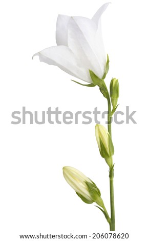 White flower on white background.