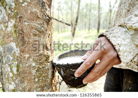 Rubber Plantation (Hand picking up the rubber milk)