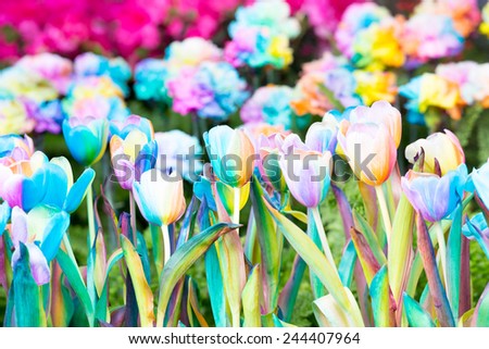 tulip. Beautiful bouquet of tulips. colorful tulips. tulips in spring,colourful tulip