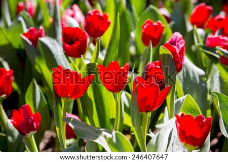 Red tulip. Beautiful bouquet of tulips. colorful tulips. tulips in spring,colourful tulip