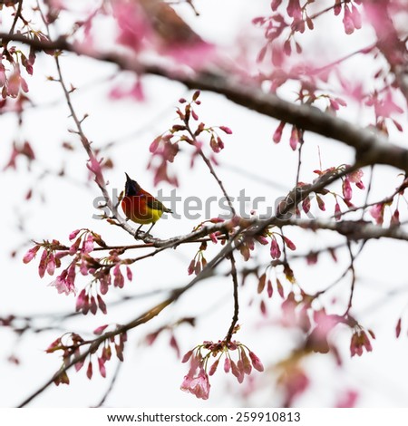 Spring blooming pink cherry on the sky background,with humming bird