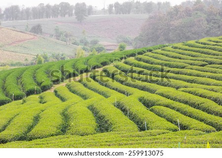 green tea plantation landscape,during the raining period.