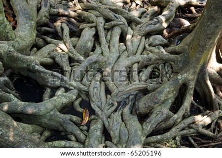 abstract roots