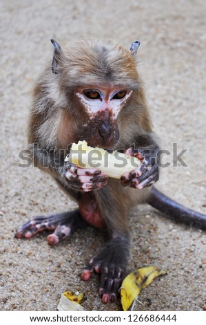 Thai monkey with banana. Khao Sok park