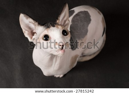 Young sphinx cat is over gray background