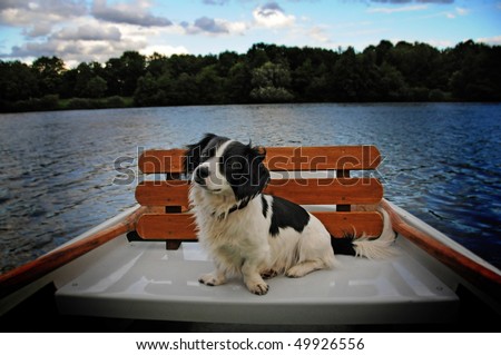 posing dog on seat in the rowing boat