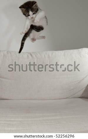 flying baby cat over white pad