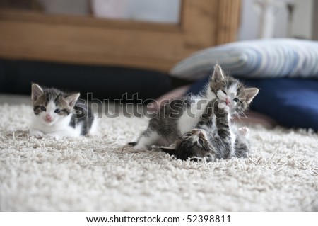 three young cats, two fight