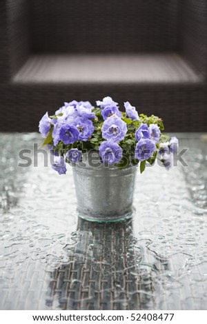 stillife blue flowers on wet glass plate
