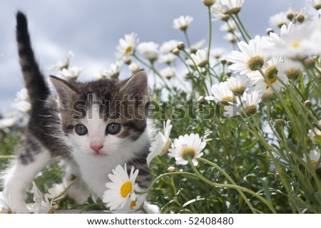 young cat between flowers