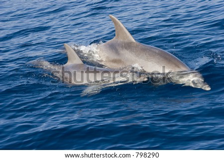 Free wild dolphins at the sea (mother and baby)