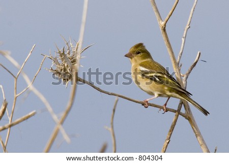 A \'musical\' Chaffinch standing on a dried thron in the warm after-noon\'s sun inspecting me and my big \