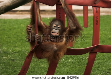 Chimp Swinging