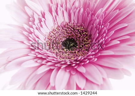 close up of pink flower ( Gerbera - daisy family )