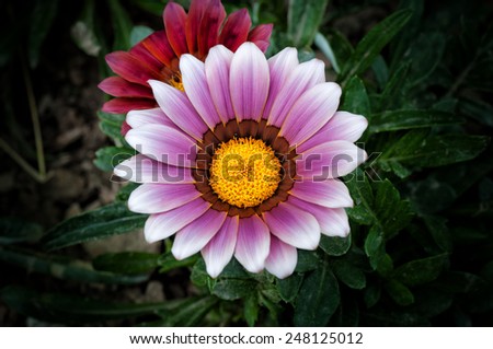 Vibrant Gazania sunny flower, native to Southern Africa