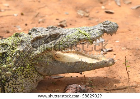 Crocodiles are reptiles that love is the river This is a dangerous animal.
