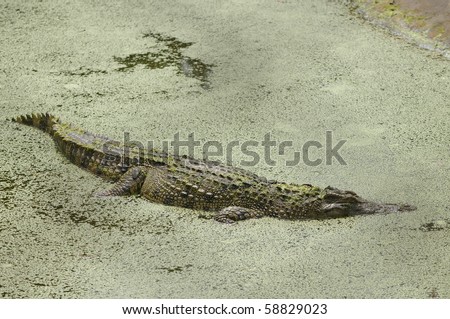 Crocodiles are reptiles that love is the river This is a dangerous animal.