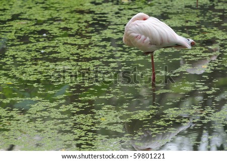 Flamingos are birds who like Sun Srai in the water. The body is pink and white.