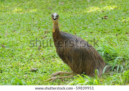 Emu Grass