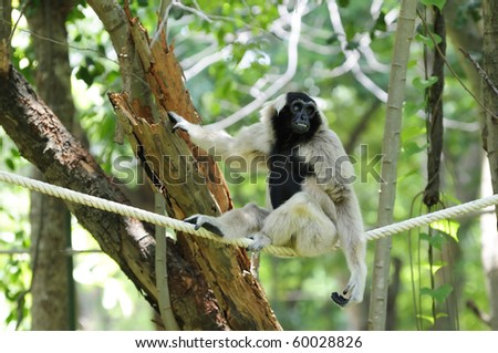 A Gibbon