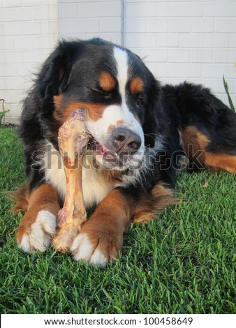 Bernese Mountain Dog lying facing the camera on a green lawn happily chewing a large bone held between its front paws