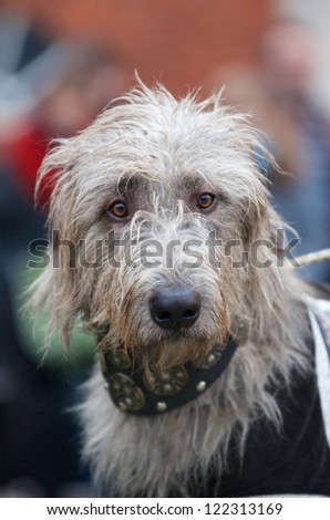 Inquisitive grey wolfhound looking directly at the camera wearing a heavy ornate collar and jacket for participation in a show or competition