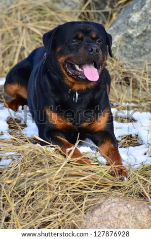 Happy alert Rottweiler lying in dry grass on a small patch of winter snow facing the camera panting with its tongue out