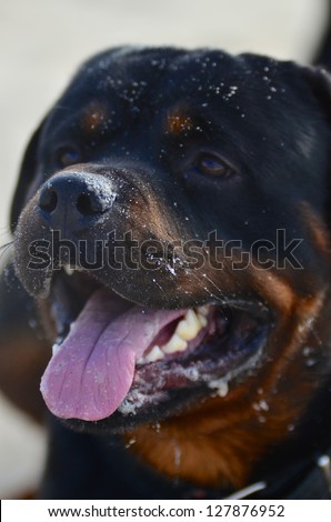 Head portrait of a Rottweiler dog panting with its tongue out and slobber on its jowls