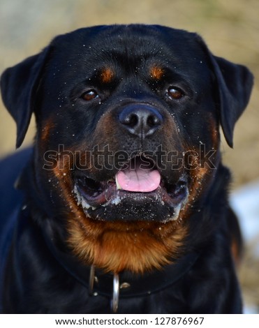 Head and shoulders portrait of a beautiful big strong black and tan Rottweiler dog looking at the camera panting with its tongue visible