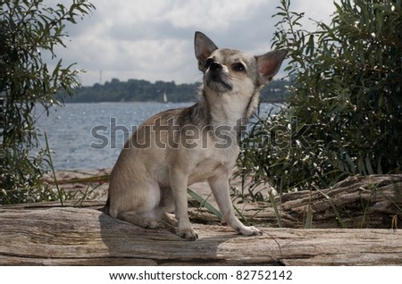 chihuahua sitting at the beach near the water