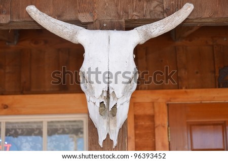 Bleached complete skull and horns of a cow mounted on a wooden wall at a ranch