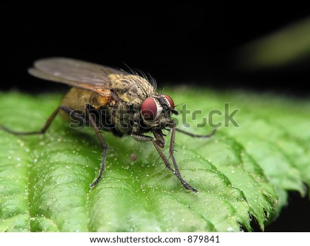 super closeup of fly